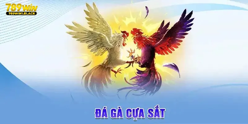 Chi tiết về luật đá gà