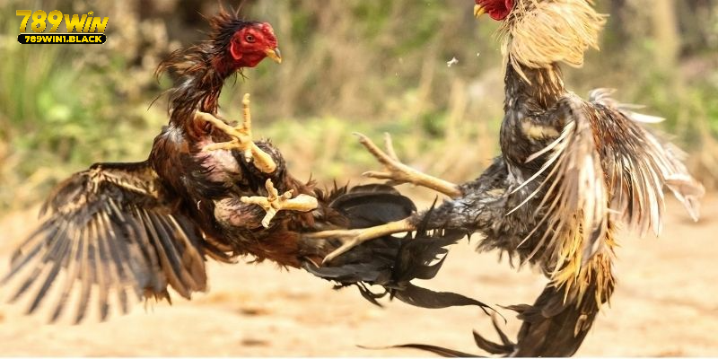 Vì sao cần nắm rõ các thể thức đá gà